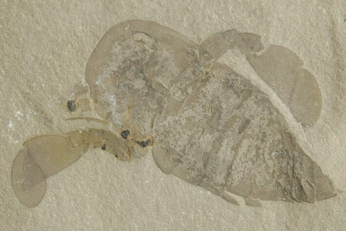 Bargain, Eurypterus (Sea Scorpion) Fossil - New York #369347